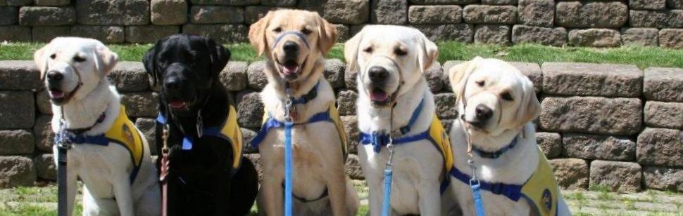  June 20: Service dogs learn how to work on RTA